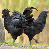 Ayam Cemani
