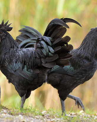 Ayam Cemani