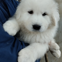 Cuccioli cane pastore abruzzese