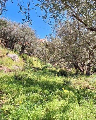 Rodia, terreno agricolo di circa 1000 mq