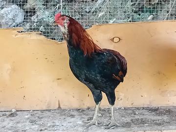 Gallo Auracana
