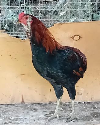 Gallo Auracana