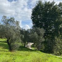 Terreno con ulivi