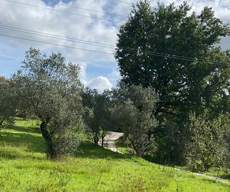 Terreno con ulivi