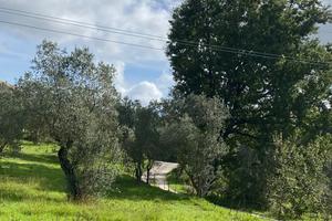 Terreno con ulivi