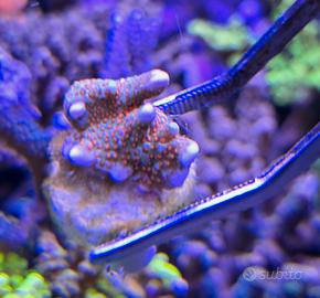 Montipora Forest Fire