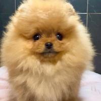 Pomerania Spitz Toy nano