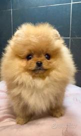 Pomerania Spitz Toy nano