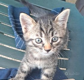 gattina