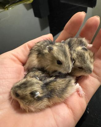 Criceti russi animali da compagnia