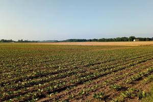 Terreno Agricolo