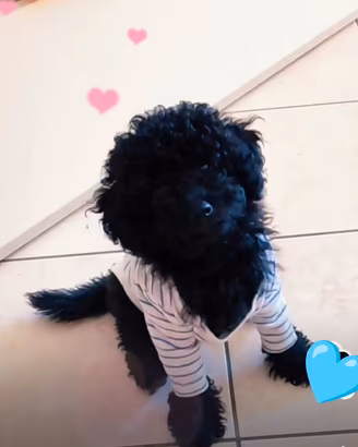  Cucciolo di Barboncino Toy