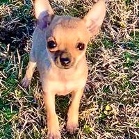 Pinscher cuccioli nano toy e toy marroni