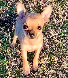 Pinscher cuccioli nano toy e toy marroni