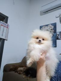 Spitz tedesco nano ( Pomerania)