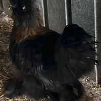 Moroseta silkie nero