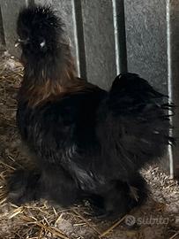 Moroseta silkie nero