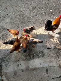 Polli