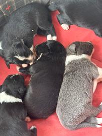 Cuccioli di border collie