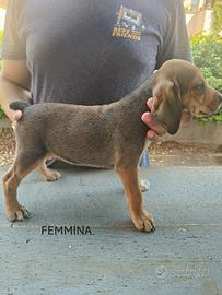 Cuccioli di segugio maremmano