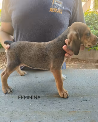 Cuccioli di segugio maremmano