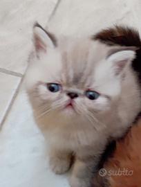 Exotic shorthair maschio