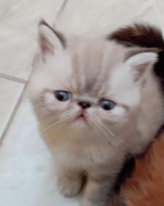 Exotic shorthair maschio
