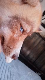 Siberian husky agouti con pedigree