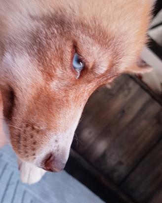 Siberian husky agouti con pedigree