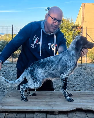 Setter inglese