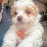 Biwer Yorkshire terrier