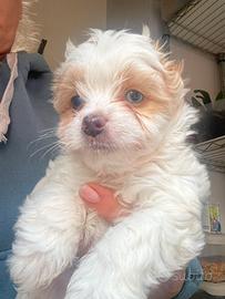 Biwer Yorkshire terrier