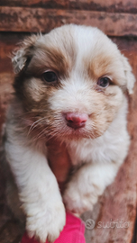 Cuccioli pastore australiano