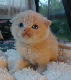 Scottish fold