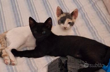 due gatti cuccioli 