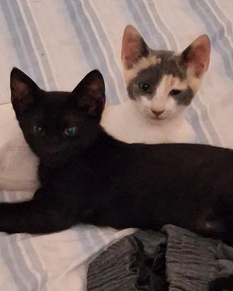 due gatti cuccioli 