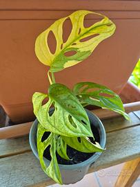 Monstera Adansonii Variegata 