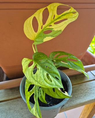 Monstera Adansonii Variegata 
