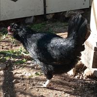 Tris 2 galline ovaiole + Gallo