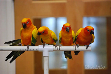 Pulli conuri del sole