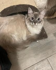 Siberiana ipoallergenica