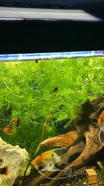 Acquario: Caridine, lumache e piante