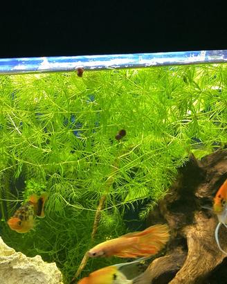 Acquario: Caridine, lumache e piante