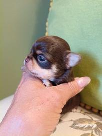 Principini di chihuahua crescono