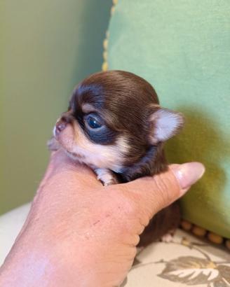 Principini di chihuahua crescono
