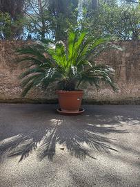 Maestosa Cycas Revoluta - Chioma Extra Large