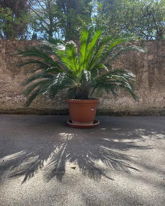 Maestosa Cycas Revoluta - Chioma Extra Large