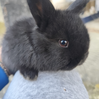 Coniglietti testa di leone