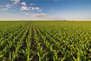 Azienda agricola irrigua