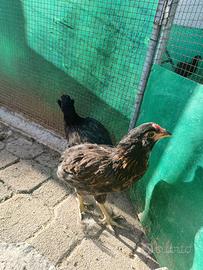 Pulcinotti Araucana tedesca